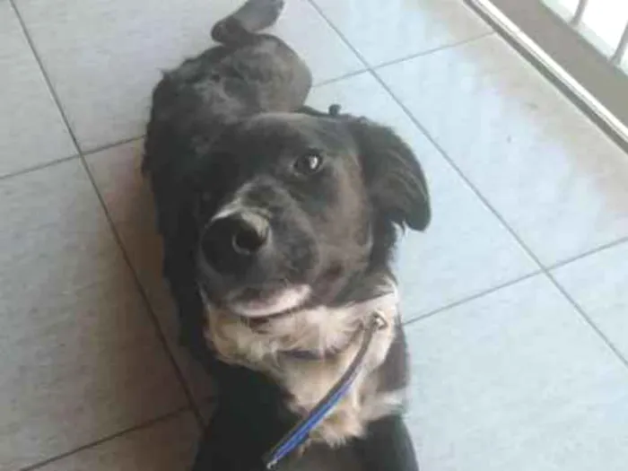 Cachorro ra a Mestiço idade 7 a 11 meses nome Thor