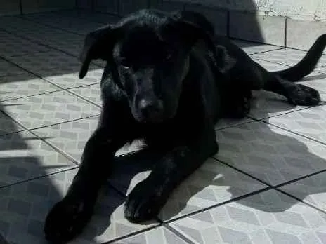 Cachorro ra a Mestiço de labrador idade 7 a 11 meses nome Apollo