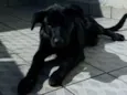 Apollo