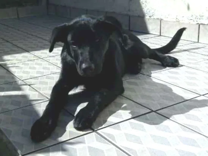 Cachorro ra a Mestiço de labrador idade 7 a 11 meses nome Apollo