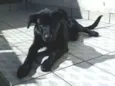 Apollo