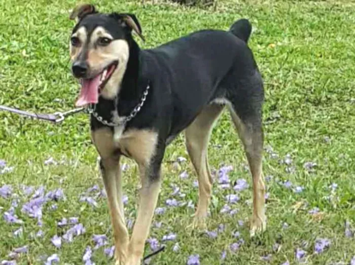 Cachorro ra a Vira lata idade 3 anos nome Layla