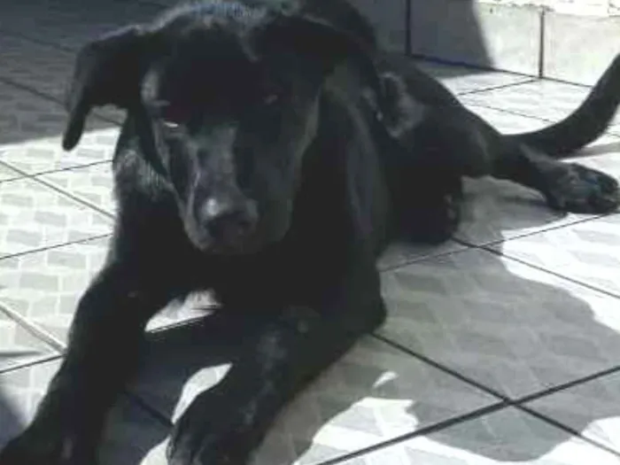 Cachorro ra a Mestiço de labrador idade 7 a 11 meses nome Apollo