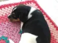 Bolinha
