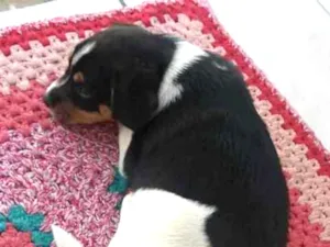 Cachorro raça SRD idade Abaixo de 2 meses nome Bolinha