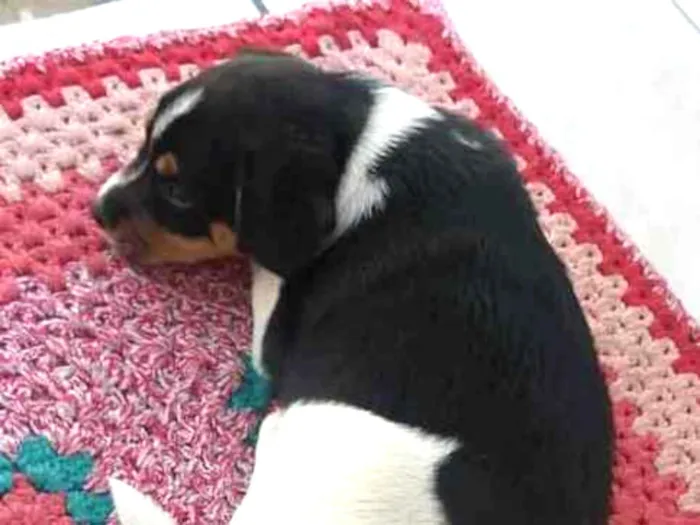 Cachorro ra a SRD idade Abaixo de 2 meses nome Bolinha