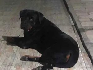Cachorro raça Rottweiler  idade 4 anos nome Eros