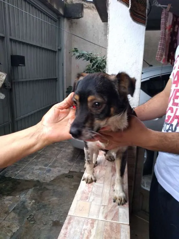 Cachorro ra a VIRA LATA idade 2 anos nome Milk
