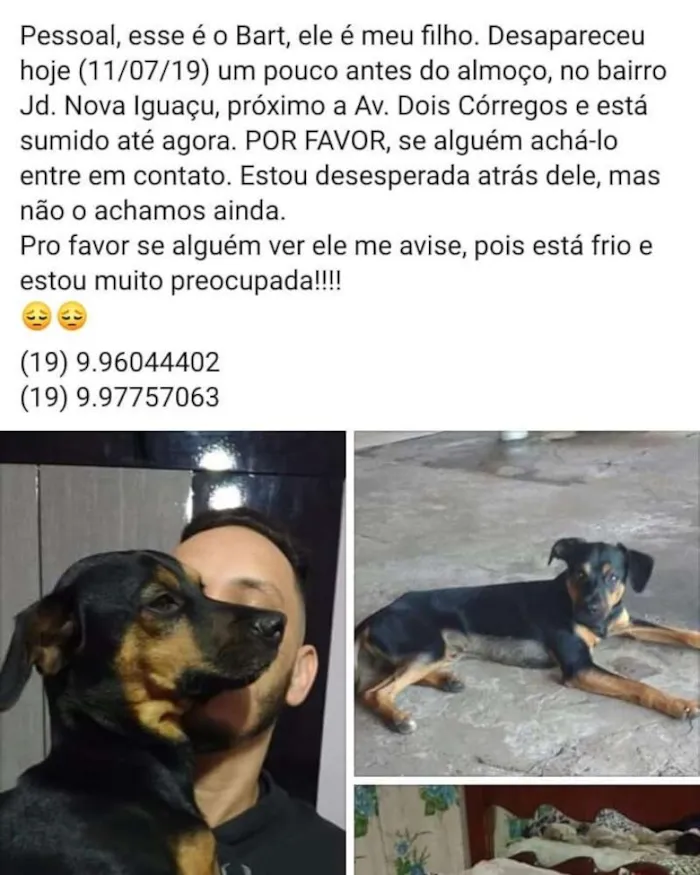 Cachorro ra a vira lata idade  nome Bart