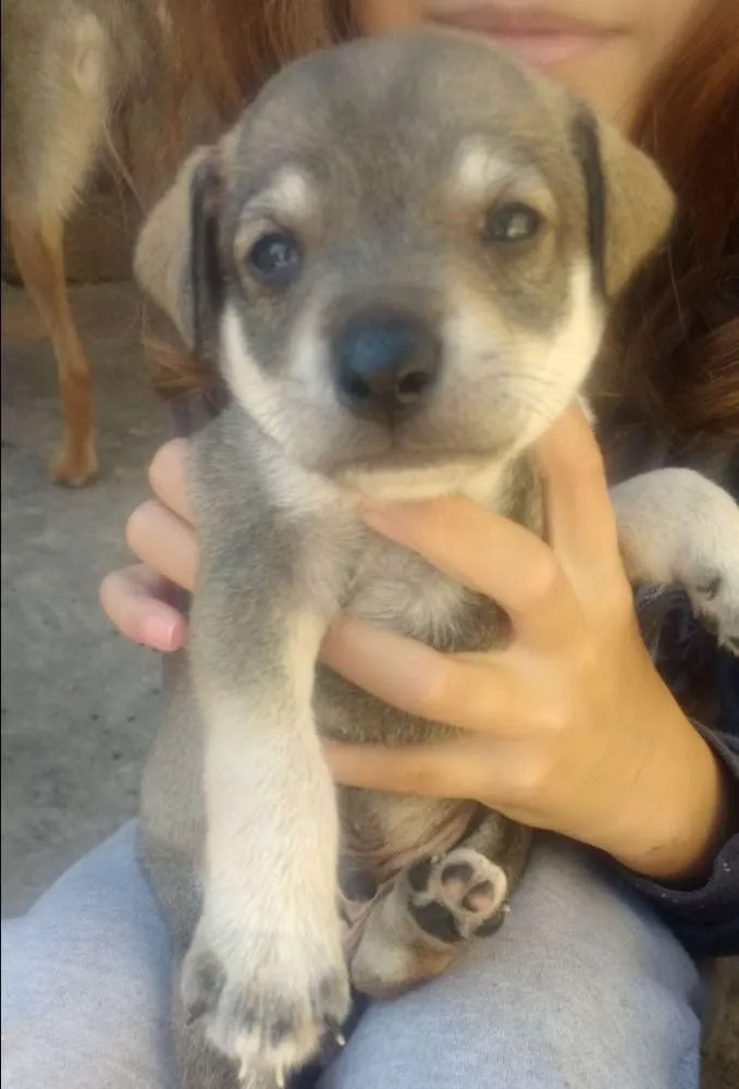 Cachorro raça Não sei idade Abaixo de 2 meses nome Não tem