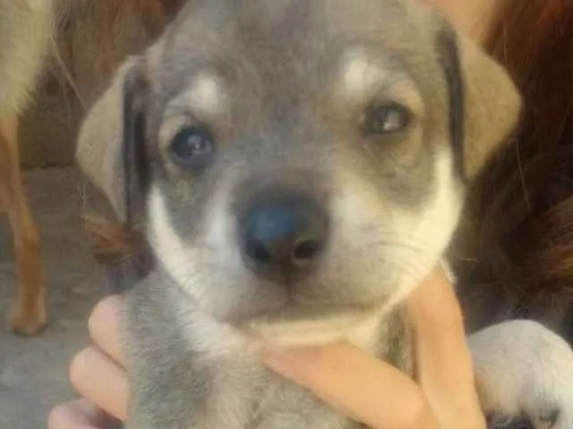 Cachorro raça Não sei idade Abaixo de 2 meses nome Não tem