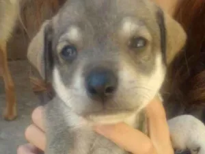Cachorro raça Não sei idade Abaixo de 2 meses nome Não tem