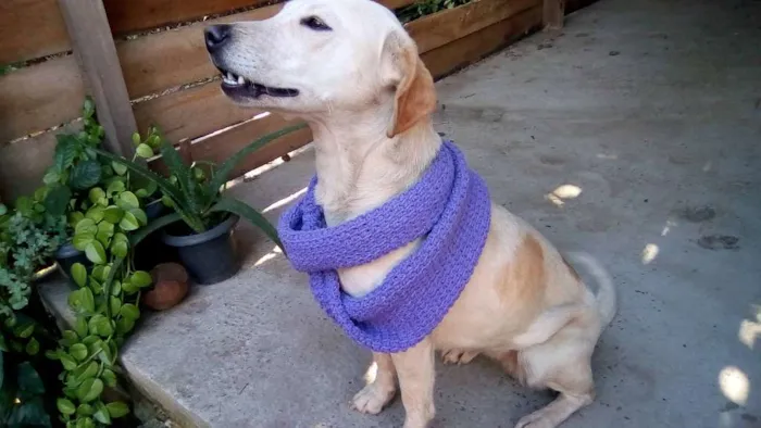 Cachorro raça Sem raça idade 2 anos nome Moca