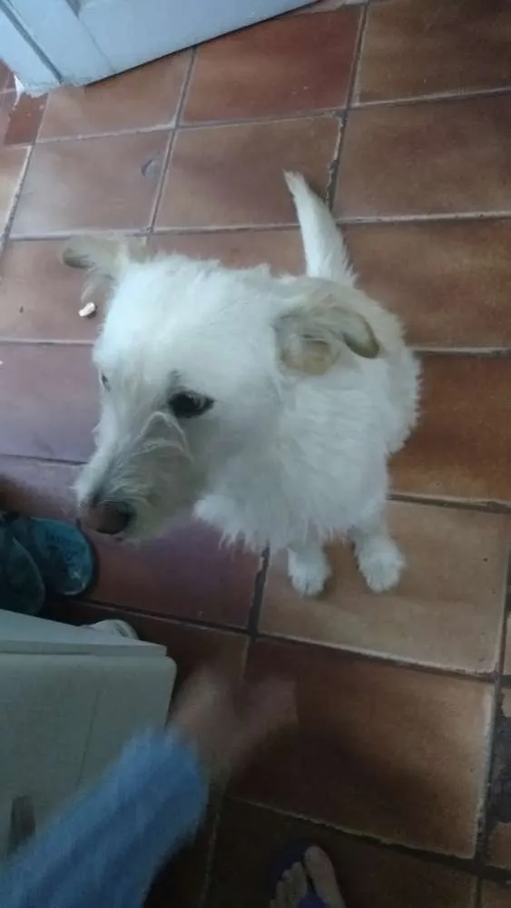 Cachorro ra a  idade 2 anos nome Bidu