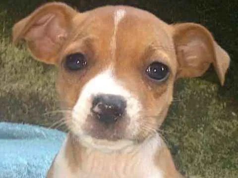 Cachorro ra a  idade Abaixo de 2 meses nome LUCY BEBEZINHA