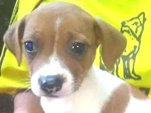 Cachorro raça  idade Abaixo de 2 meses nome LUNA BEBEZINHA