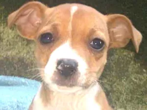 Cachorro raça  idade Abaixo de 2 meses nome LUCY BEBEZINHA
