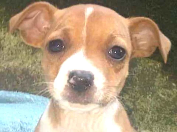 Cachorro ra a  idade Abaixo de 2 meses nome LUCY BEBEZINHA