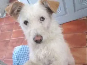 Cachorro raça  idade 2 anos nome Bidu