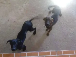 Cachorro raça Vira lata idade 7 a 11 meses nome Sem nome