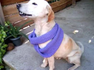 Cachorro raça Sem raça idade 2 anos nome Moca
