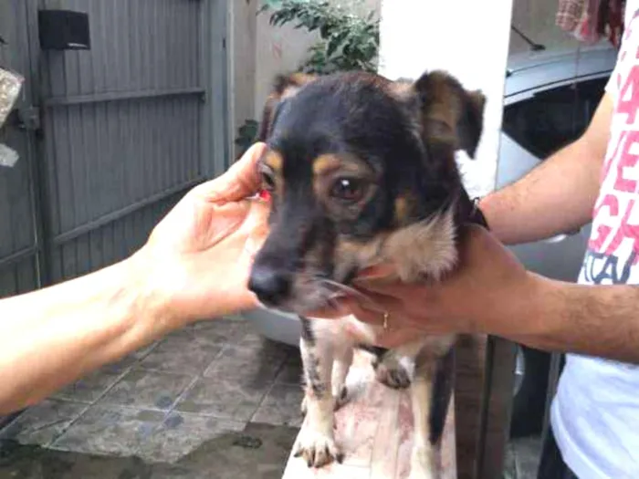 Cachorro ra a VIRA LATA idade 2 anos nome Milk