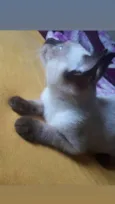 Judeu