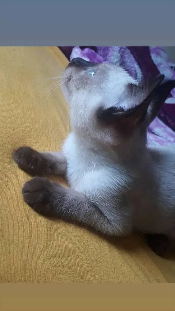 Gato ra a Siamês puro idade 2 a 6 meses nome Judeu