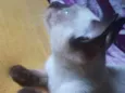 Judeu