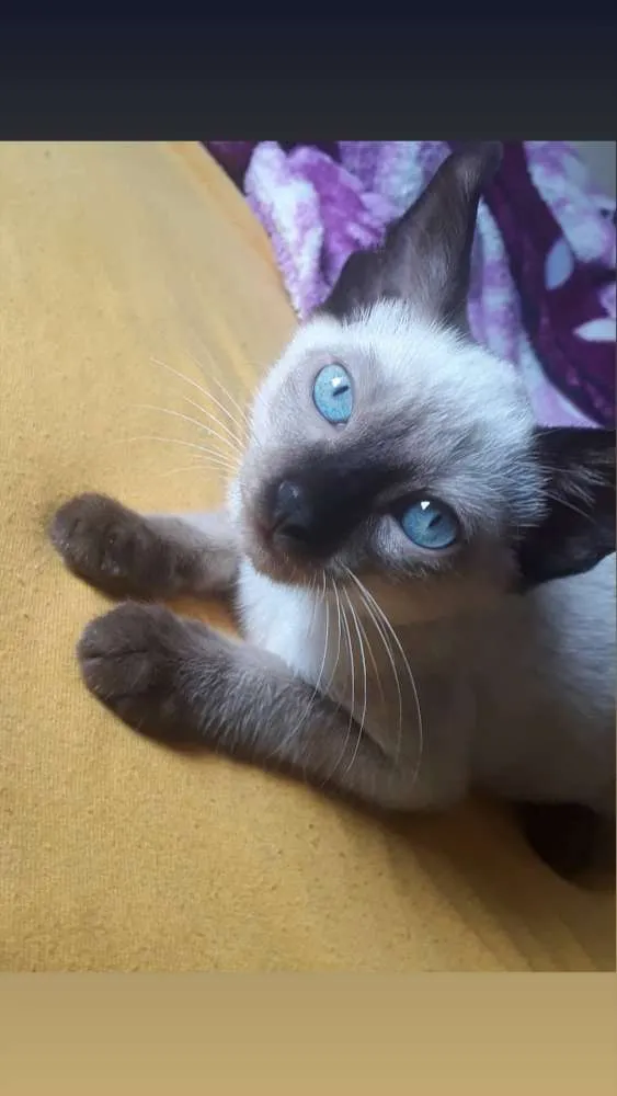 Gato ra a Siamês puro idade 2 a 6 meses nome Judeu