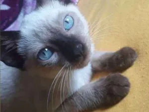 Gato raça Siamês puro idade 2 a 6 meses nome Judeu