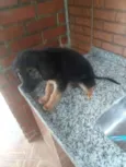Oreo