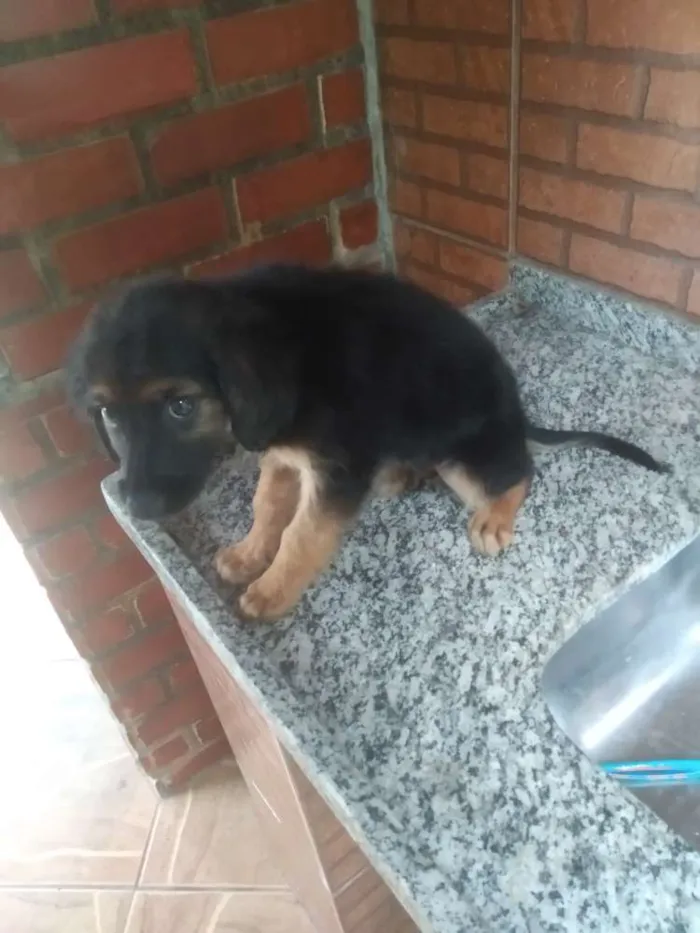 Cachorro ra a Vira lata idade 2 a 6 meses nome Oreo