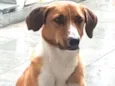 Bela