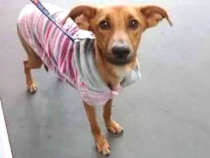 Cachorro raça SRD idade 7 a 11 meses nome lara