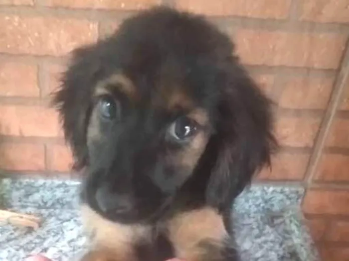 Cachorro ra a Vira lata idade 2 a 6 meses nome Oreo