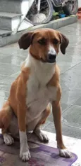 Bela