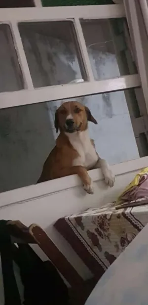 Cachorro raça Vira lata idade 2 anos nome Bela