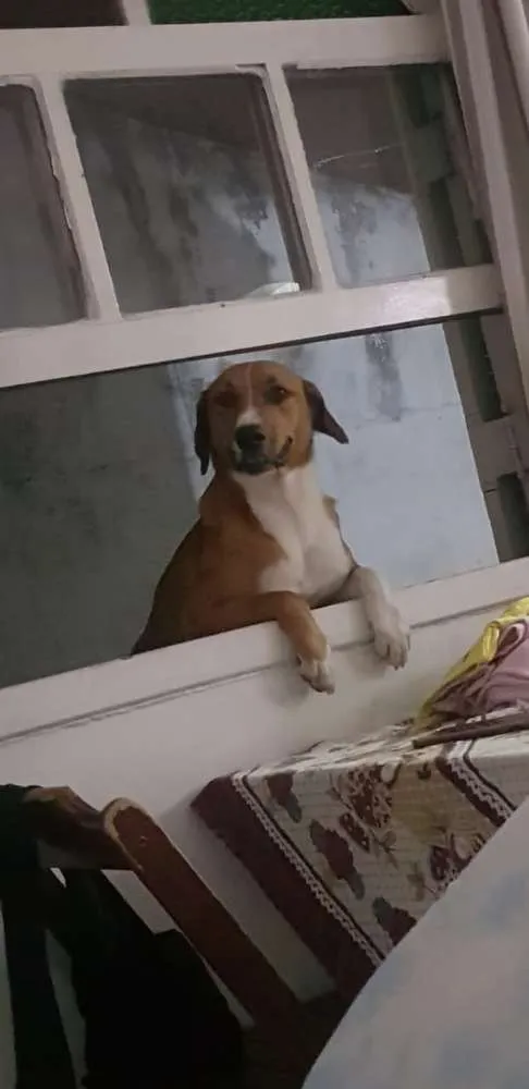 Cachorro ra a Vira lata idade 2 anos nome Bela
