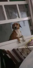 Bela