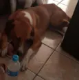 Bela