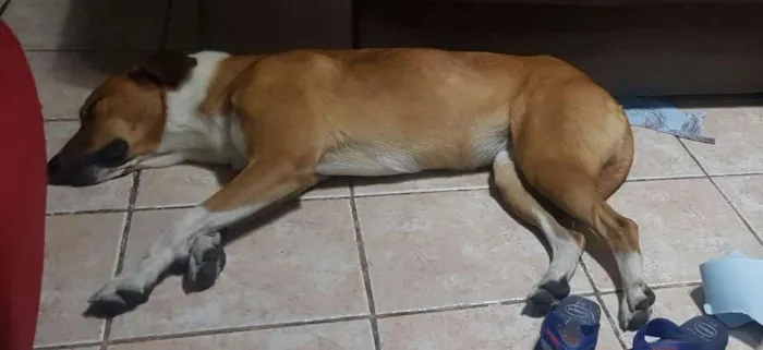 Cachorro ra a Vira lata idade 2 anos nome Bela
