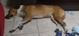 Bela