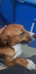Bela