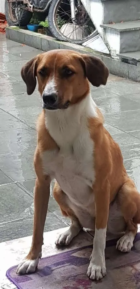 Cachorro ra a Vira lata idade 2 anos nome Bela