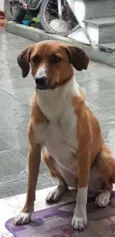 Bela