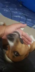 Bela
