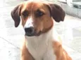Bela