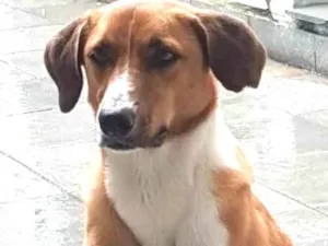 Cachorro raça Vira lata idade 2 anos nome Bela