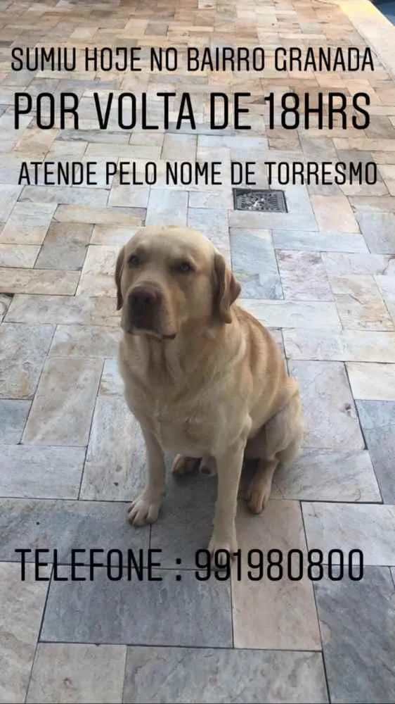 Cachorro ra a Labrador  idade 2 anos nome Torresmo 